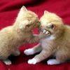 not.meowmeow89