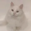cibylko52