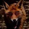 number0nefoxfan_