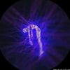 nel_bachira18