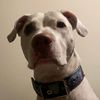 cooper_pitbull