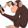 tupid_monkey