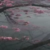 yaneebuvas_42