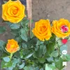 8365nguyenhong