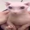 qwertyasmeow