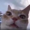 woahgurt1