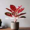 farhan_aglaonema