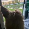 mausventure