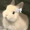 isadorabackesh