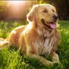 fourtheloveofdogs2