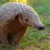 kevlarpangolin