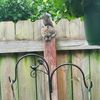 squirrel93_