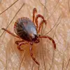 Ticks_barazil