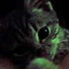 slinky.cats