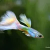 ikan hias aquatic96
