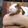 desculpamasnaoconsigo