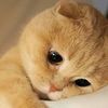 manni_1232