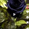 yaamak.gzel2