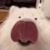 sandrodbd