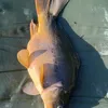 angler629