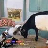 denisedegnan2