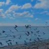 seasea.s