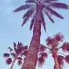 amayah.ga