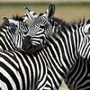 zebrasteele