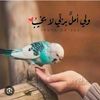 shahd.alaa800