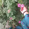 hezal_bell115