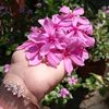 montaha0389