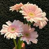 delapuspita5898