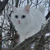 nikolai1ov