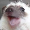 monknk11