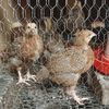 rabrapoultryfarm