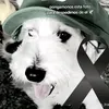 thiagoalesandroze