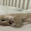 praimalfavoda