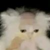 sad......catthatgotshave