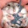 fazehamster