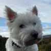 zakmcyappy