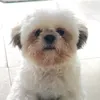 dimplypat