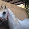 🐎🐎🤍