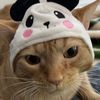 Meow Movies