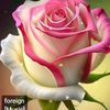 hamaira.islam