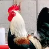 m__a__0a