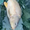 ljstroudfishing