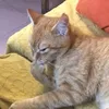 secretlyuiacat