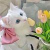 pee_mai_1234