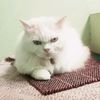 nifa_fani16