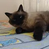 aaragao.victor